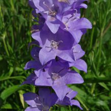 comment planter campanule