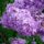 fleur lilas violet