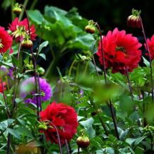 dahlias - terre et jardin