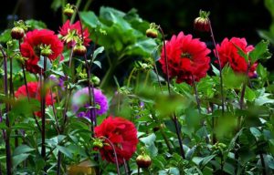 dahlias - terre et jardin