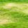 mauvaises herbes