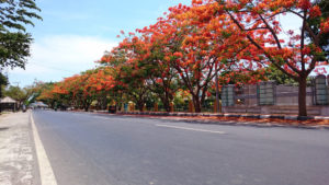 Flamboyant La Réunion