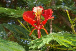 Flamboyant La Réunion