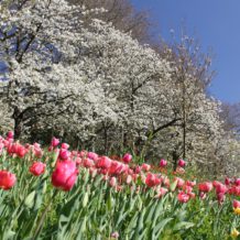 Préparer son jardin à l'arrivée du printemps