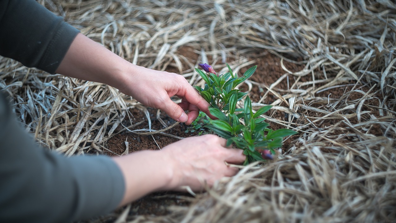 jardinage-plantation-potager