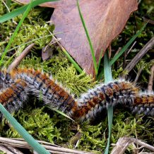 chenille-processionnel
