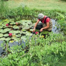 plantes de marais