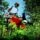 entretien jardin professionnel